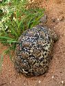 Leopard Tortoise